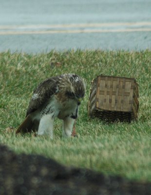 Red tail hawk and unlucky mouse