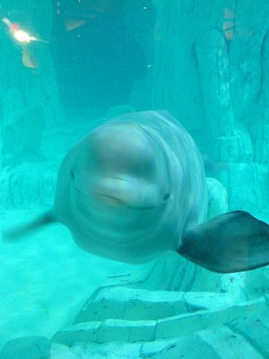 Very expressive Beluga Whale