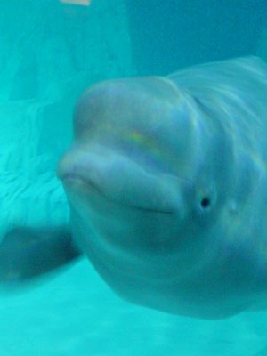Beluga Whale photograph