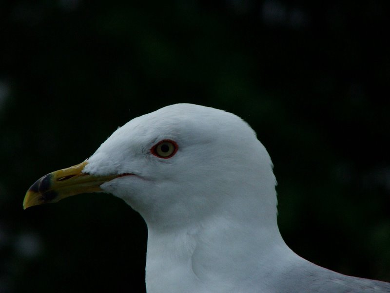 Seagull eye