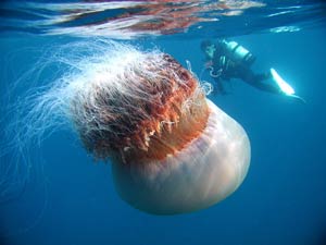 Monster Jellyfish