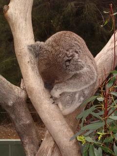 Mmm Tasty Lab Koala Meat!