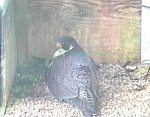 Peregrine Falcon in Harrisburg