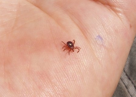 What are sand ticks?