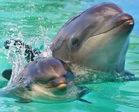 Dolphins call each other by name