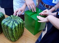 Grow a square watermelon in a box