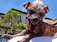 Sam the ugliest dog in the world has died