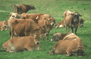 Jersey Cows