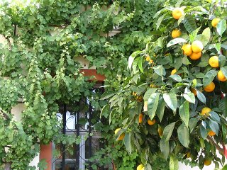 Oranges. And grape vines.