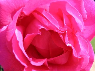 Rose, named Ulrich Brunner