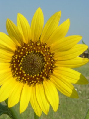 Sunflower, Texas, 2005