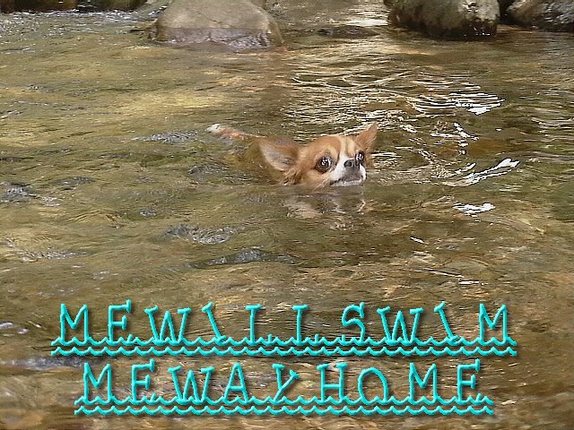From TigerSan's PhotoBlog: me will swim me way home