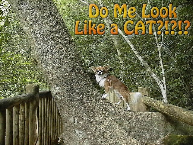 From TigerSan's PhotoBlog: Do me look like a cat?
