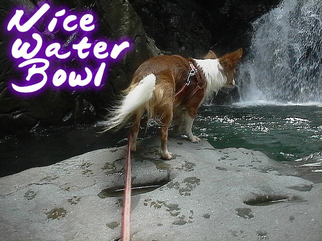From TigerSan's PhotoBlog: Nice Water Bowl
