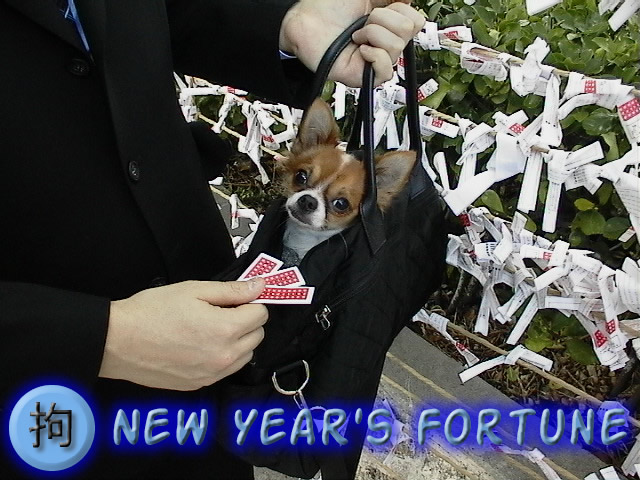 From TigerSan's PhotoBlog: New Year's Fortune