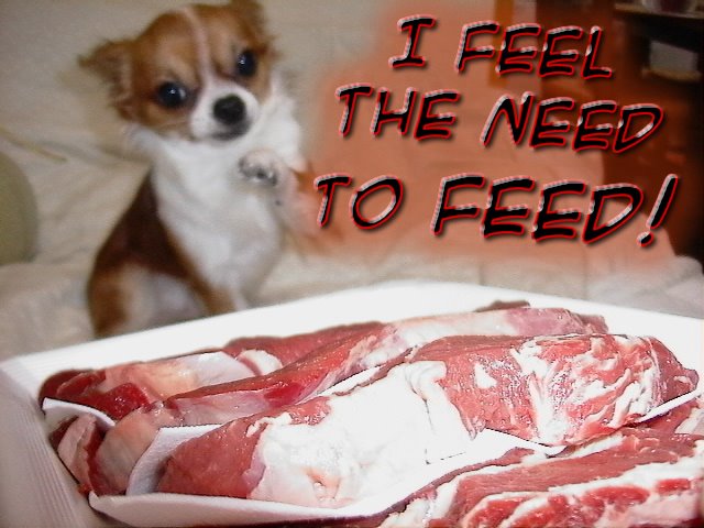 From TigerSan's PhotoBlog: I feel the need to feed!