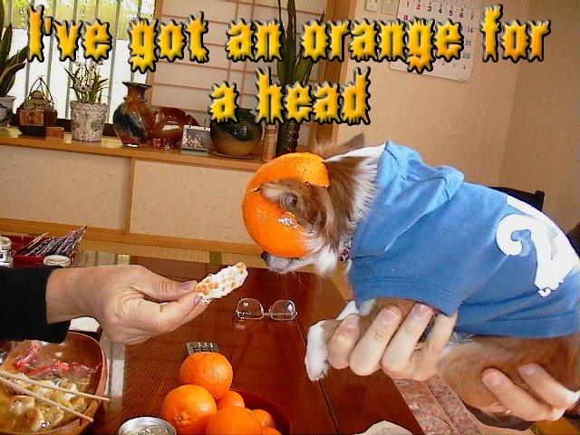 From TigerSan's PhotoBlog: I've got an orange for a head!