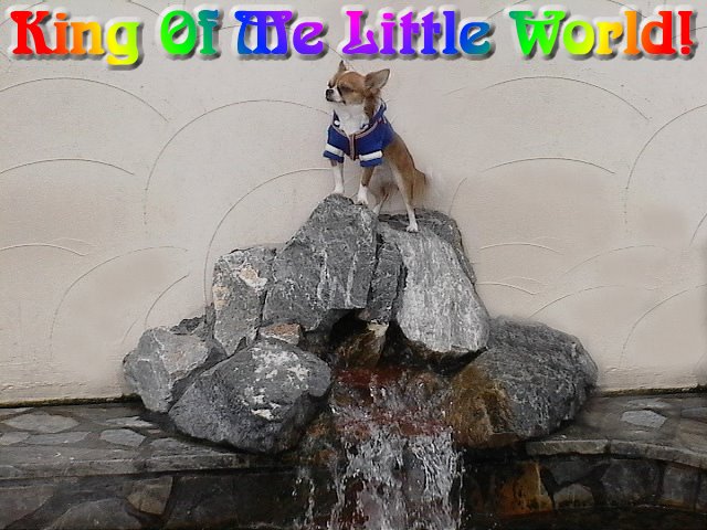 From TigerSan's PhotoBlog: King of me little world.