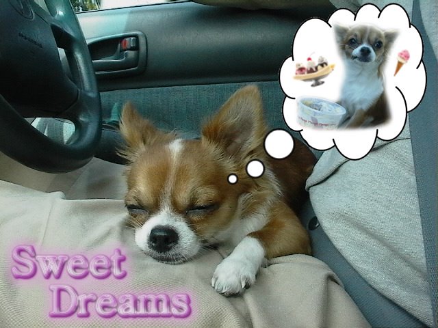 From TigerSan's PhotoBlog: Sweet Dreams