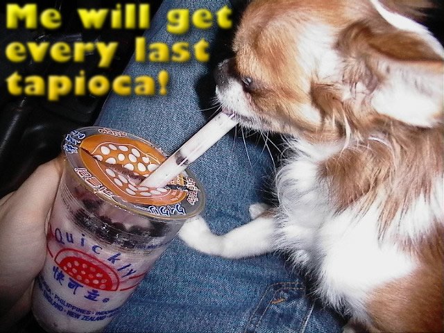 From TigerSan's PhotoBlog: Me will get every last tapioca!
