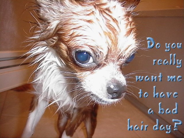 From TigerSan's PhotoBlog: Do you really want me to have a bad hair day?