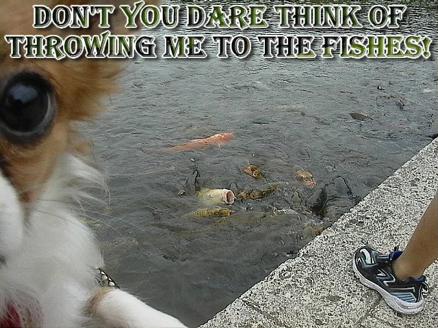 From TigerSan's PhotoBlog: Don't you dare think of throwing me to the fishes!