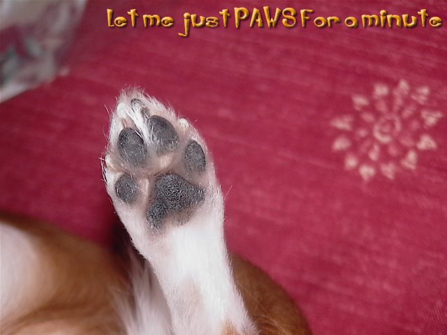 From TigerSan's PhotoBlog: let me just paws for a minute