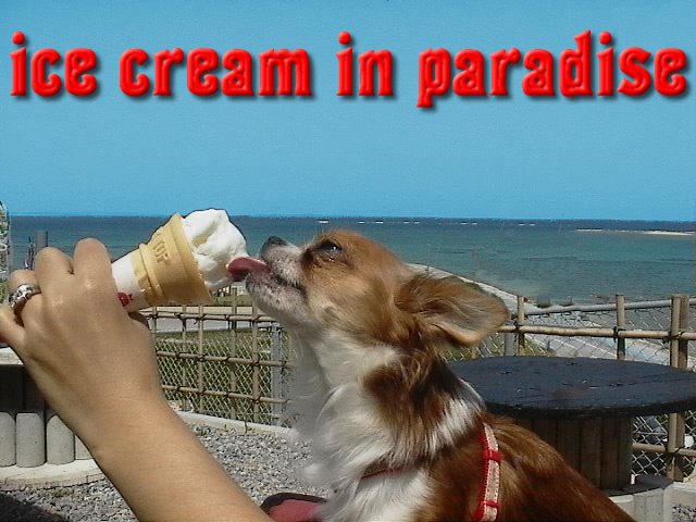 From TigerSan's PhotoBlog: ice cream in paradise