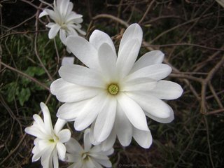 magnolia stellata | spring 2006