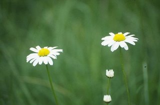 Two daisies