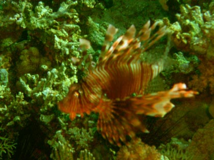 Ein Rotfeuerfisch