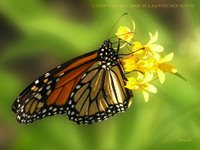 Monarch Butterfly