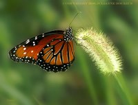 Queen Butterfly