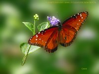 Queen Butterfly