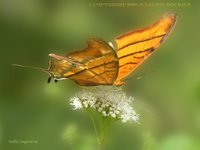 Ruddy Daggerwing Butterfly