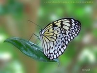Tree Nymph Butterfly
