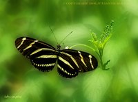 Zebra Longwing Butterfly