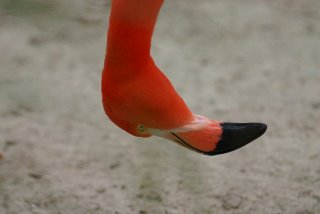 flamingo searching for something good