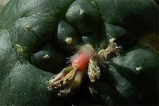 Lophophora williamsii fruit