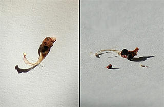 Lophophora williamsii seeds