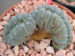 Lophophora williamsii crest (own root) – 13cm