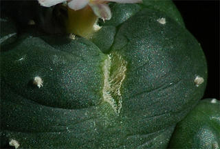 Bursting Lophophora williamsii