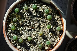 Lophophora diffusa seedlings (RS 1193; Peña Miller, Queretaro)