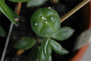 Lophophora williamsii seedling grafted on Pereskiopsis spathulata