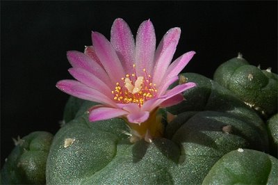 Flowering Lophophora williamsii v. jourdaniana