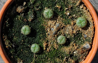 Lophophora williamsii – started from seed 2005