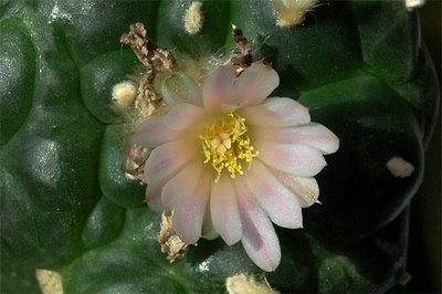 Flowering Lophophora williamsii – 6th flower this season