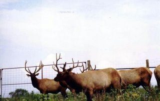 ELK