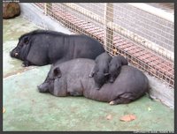 A family of pot-bellied pigs.