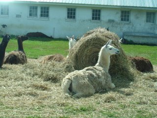 llamas!!!